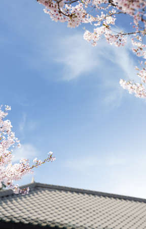 Beautiful spring flowers background, Season theme, hello spring