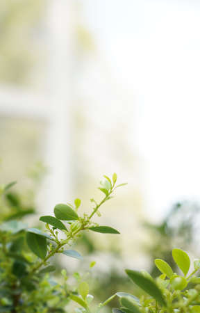 Beautiful spring flowers background, Season theme, hello springの写真素材