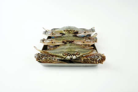 Fresh Crab isolated on white background,Seafood crab on iceの写真素材