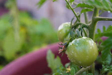 Fresh and nutritious tomato object, home grown cropsの写真素材