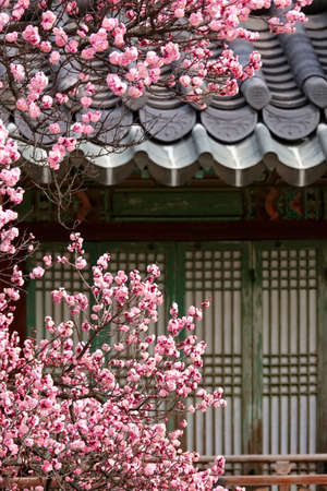 Spring flower plum,A blooming plum flowerの写真素材