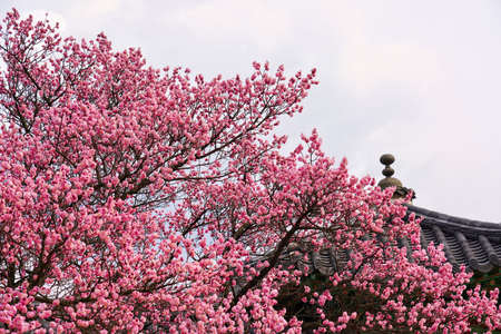 Spring flower plum,A blooming plum flowerの写真素材