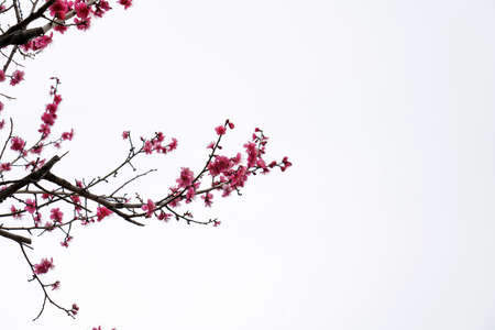 Spring flower plum,A blooming plum flowerの写真素材