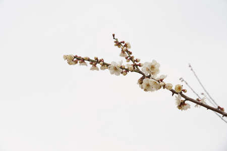 Spring flower plum,A blooming plum flowerの写真素材