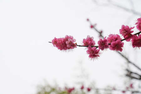 Spring flower plum,A blooming plum flower