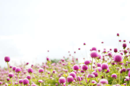 Beautiful spring flowers background, Season theme, hello springの写真素材
