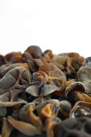 Fresh wood ear nushroom on white background,raw material for cooking. Close up.
