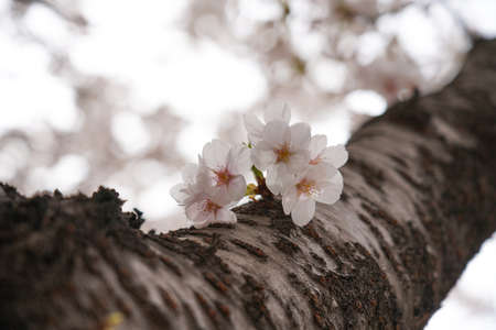Beautiful spring flower cherry blossoms, Sakura Flower With Beautiful Nature Background