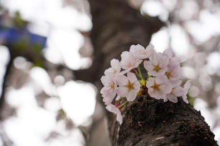 Beautiful spring flower cherry blossoms, Sakura Flower With Beautiful Nature Background