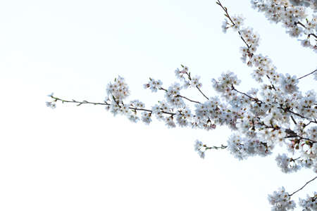 Beautiful spring flower cherry blossoms, Sakura Flower With Beautiful Nature Backgroundの写真素材
