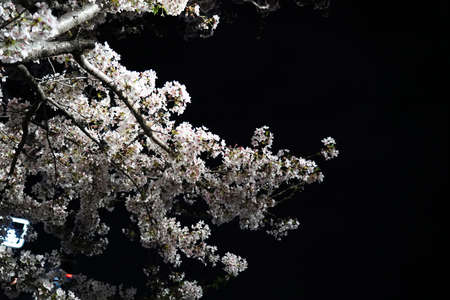Beautiful spring flower cherry blossoms, Sakura Flower With Beautiful Nature Background
