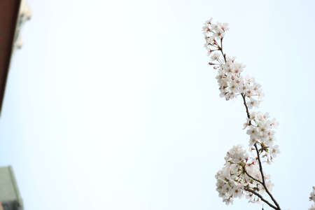 Beautiful spring flower cherry blossoms, Sakura Flower With Beautiful Nature Backgroundの写真素材