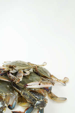 Fresh Crab isolated on white background,Seafood crab on ice
