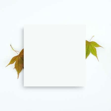 autumn background, autumn frame&objectの写真素材
