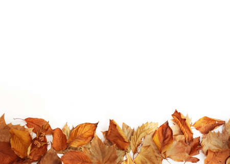 autumn background, autumn frame&objectの写真素材