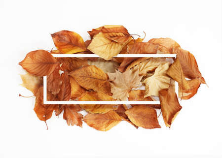 autumn background, autumn frame&objectの写真素材