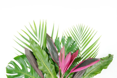 Fresh green palm leaves isolated on white background, summer plants objectの写真素材