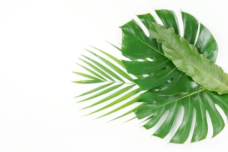 Fresh green palm leaves isolated on white background, summer plants objectの写真素材
