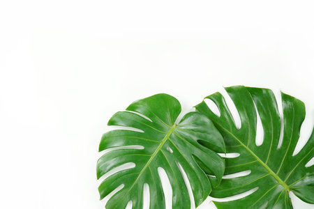 Fresh green palm leaves isolated on white background, summer plants objectの写真素材