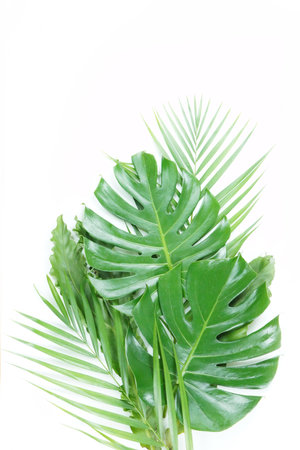 Fresh green palm leaves isolated on white background, summer plants objectの写真素材