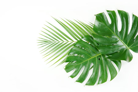 Fresh green palm leaves isolated on white background, summer plants objectの写真素材