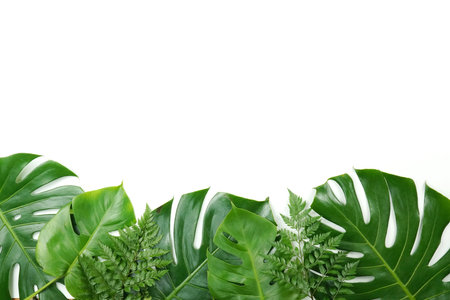 Fresh green palm leaves isolated on white background, summer plants objectの写真素材