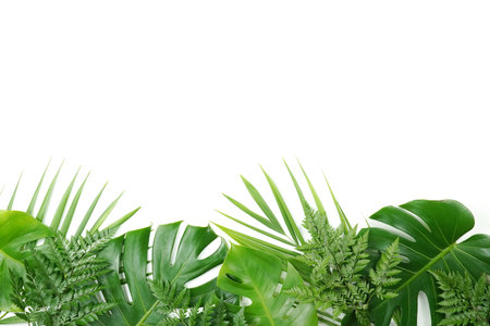 Fresh green palm leaves isolated on white background, summer plants objectの写真素材