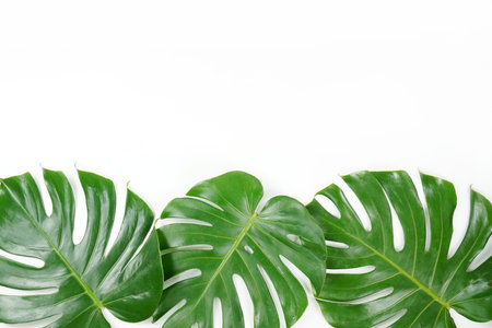 Fresh green palm leaves isolated on white background, summer plants objectの写真素材