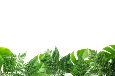 Fresh green palm leaves isolated on white background, summer plants objectの写真素材