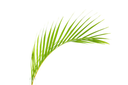 Fresh green palm leaves isolated on white background, summer plants objectの写真素材