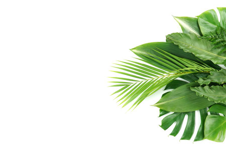 Fresh green palm leaves isolated on white background, summer plants objectの写真素材