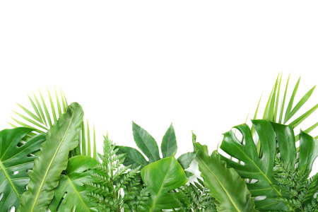 Fresh green palm leaves isolated on white background, summer plants objectの写真素材