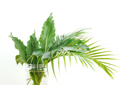 Fresh green palm leaves isolated on white background, summer plants objectの写真素材