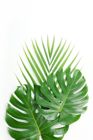 Fresh green palm leaves isolated on white background, summer plants objectの写真素材