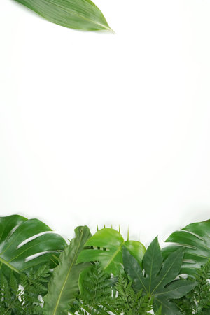 Fresh green palm leaves isolated on white background, summer plants objectの写真素材