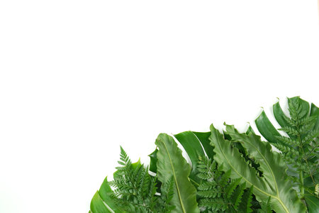 Fresh green palm leaves isolated on white background, summer plants objectの写真素材