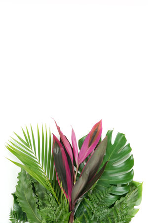 Fresh green palm leaves isolated on white background, summer plants objectの写真素材