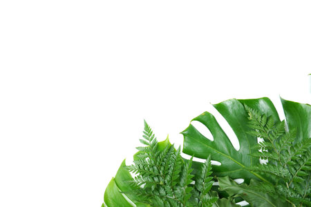 Fresh green palm leaves isolated on white background, summer plants objectの写真素材