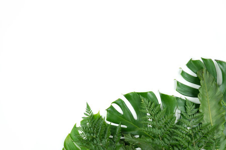 Fresh green palm leaves isolated on white background, summer plants objectの写真素材