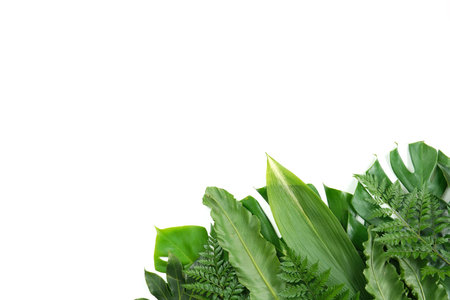 Fresh green palm leaves isolated on white background, summer plants objectの写真素材