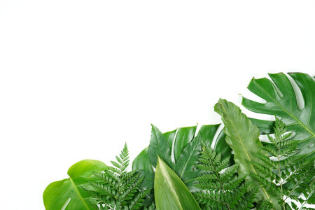 Fresh green palm leaves isolated on white background, summer plants objectの写真素材