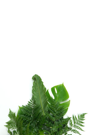 Fresh green palm leaves isolated on white background, summer plants objectの写真素材