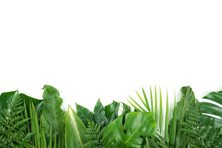 Fresh green palm leaves isolated on white background, summer plants objectの写真素材
