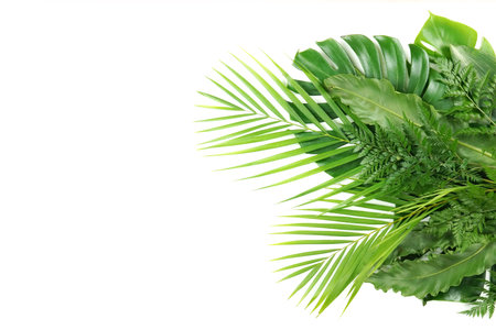 Fresh green palm leaves isolated on white background, summer plants objectの写真素材