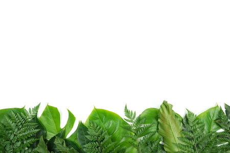 Fresh green palm leaves isolated on white background, summer plants objectの写真素材