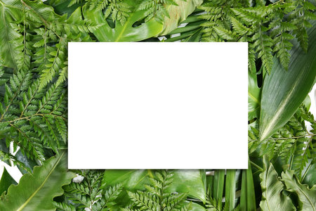 Fresh green palm leaves isolated on white background, summer plants objectの写真素材