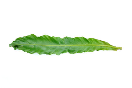 Fresh green palm leaves isolated on white background, summer plants objectの写真素材