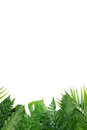 Fresh green palm leaves isolated on white background, summer plants objectの写真素材