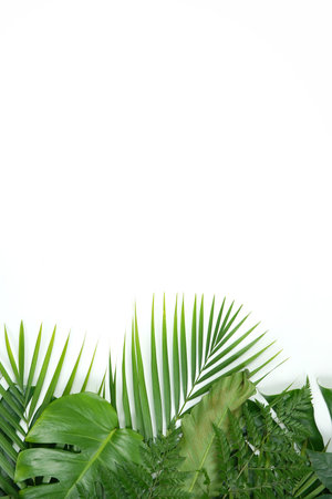 Fresh green palm leaves isolated on white background, summer plants objectの写真素材