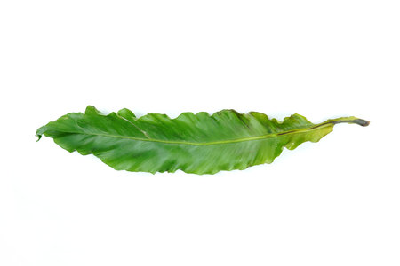 Fresh green palm leaves isolated on white background, summer plants objectの写真素材